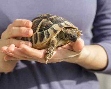 The 10 Best Tortoise Species That Make Wonderful Pets (and Basic Care Tips)