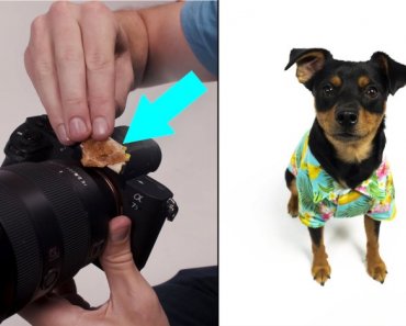 Pet Photography Quick Tips: Keeping and Capturing A Dog’s Attention