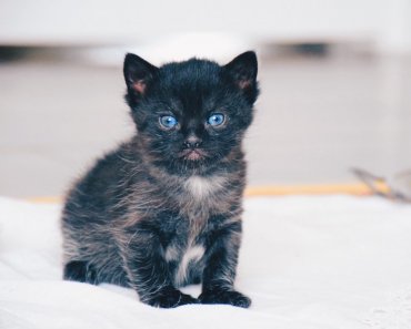 Kitten Care 101: Five Tips for First-Time Cat Owners