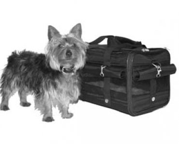 Traveling With Small Dogs: Expert Tips