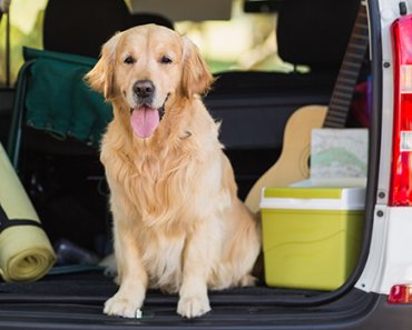 Vacation Planning Tips for Pet Owners
