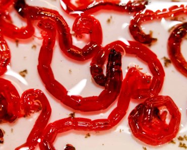 Bloodworms: The Best Aquarium Snack