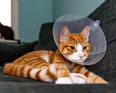Caring for your cat after surgery