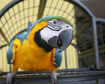 8 Worst Pet Bird Species for Kids