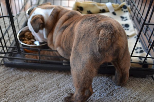 A dog eating his meal out of a crate, showing his butt.
