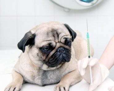 Dog Vaccinations: Are Lumps at the Site of a Shot Normal?