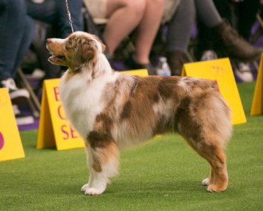 Everything You Need to Know About the Miniature American Shepherd