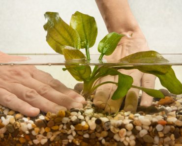 Pflanzen im Aquarium – Das müssen Sie bei der Bepflanzung beachten