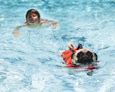 How To Encourage A Reluctant Dog To Swim