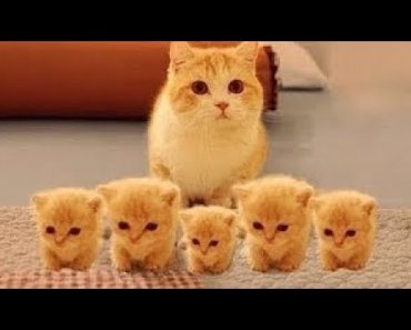funny-cats-%e2%9c%aa-cute-and-baby-cats-videos-compilation-77