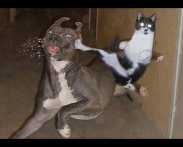Angry Cats VS Dogs Funny Cat  and Dog  Videos Compilation
