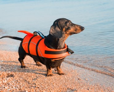 Keep Your Dog Safe In The Water This Summer