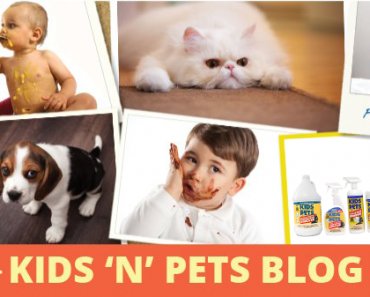 Blog – Kids n Pets