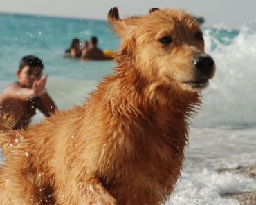 30 Common Dangers to Your Pets in the Summer