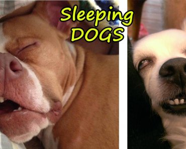dogs-sleeping-in-weird-positions-compilation-funny-dogs-pets-story-2020