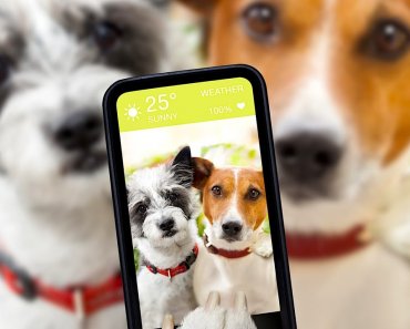 3-easy-tips-to-get-professional-looking-pet-pictures