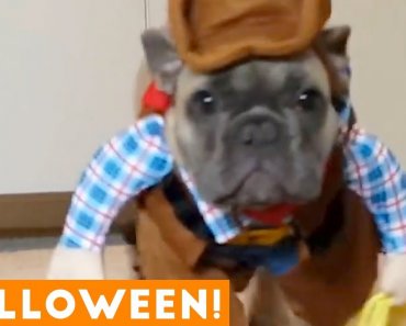 Funniest Halloween Pets Compilation of 2018 | Funny Pet Videos