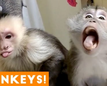 Most Adorable Monkey and Ape Videos 2018 | Funny Pet Videos