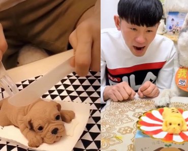Dog Reaction to Dog Cake – Funny Dog Cake Reaction Compilation