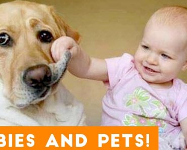 Most Adorable Animal and Baby Compilation 2018 | Funny Pet Videos