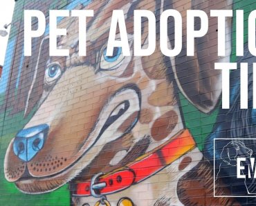 pet-adoption-tips-from-the-toronto-humane-society-emerge-2019