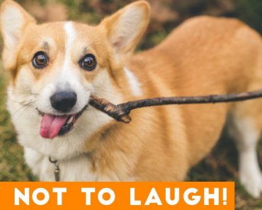 try-not-to-laugh-funniest-dog-compilation-2019-funny-pet-videos