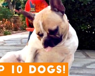 Top 10 Funniest Dog Breed 2018 | Funny Pet Videos