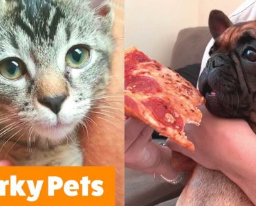 Adorable Silly Pets | Funny Pet Videos