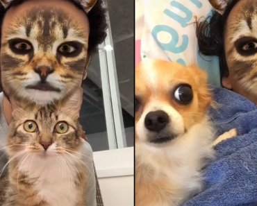 try-not-to-laugh-challenge-funny-cats-and-dogs-react-to-cat-face-filter-funny-animals-petsarena