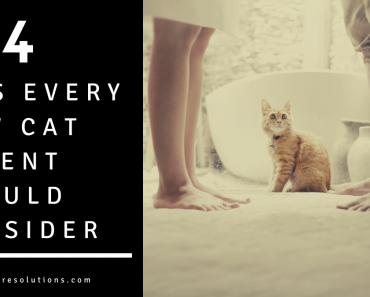 4 Tips For New Cat Owners That Are Often Overlooked