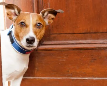 Hello BSIBrokers | Top 4 Home Selling Tips for Pet Owners