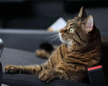 5 Tips To Make Traveling With Your Pet Comfortable And Easy