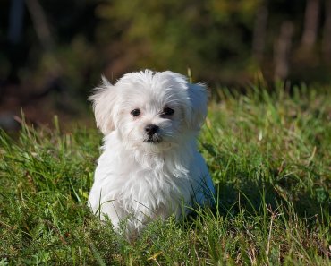 8 Puppy Training Tips for the New Pet Owner