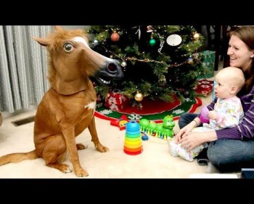 animal-reactions-to-christmas-gifts-are-even-funnier-than-kid-reactions-funny-compilation