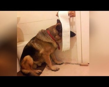 This is why  GERMAN SHEPHERDS are the FUNNIEST  DOGS –  Funny DOG  compilation