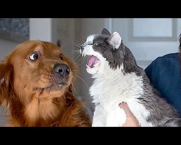 if-you-want-to-laugh-hard-watch-funny-animals-funny-animal-compilation
