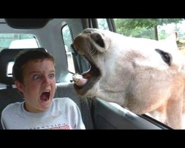 youll-forget-cats-dogs-when-you-see-funny-kids-vs-farm-animals-this-is-a-laugh-bomb