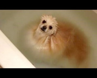 funny-dogs-water-you-laugh-funny-dog-videos-compilation