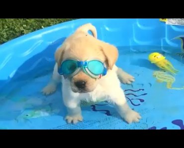 funny-dogs-love-swimming-puppy-videos-2020