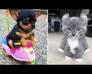 baby-animals-%f0%9f%94%b4-funny-cats-and-dogs-videos-compilation-2020-perros-y-gatos-recopilacion-24