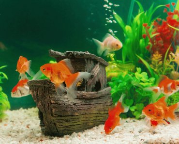 Tipps für Euer Aquarium: So richtet Ihr es richtig ein