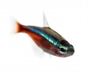 Tetras: 150 Different Species To Choose From