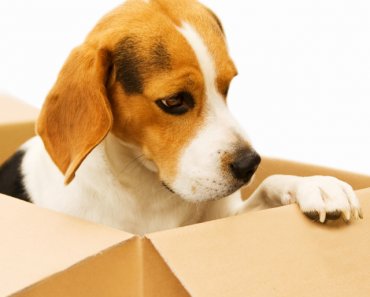 Tips For Moving With Pets Cross Country