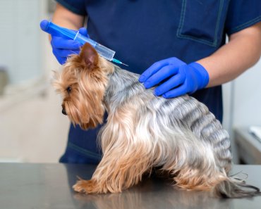 What Pet Parents Need to Know About Leptospirosis in Dogs
