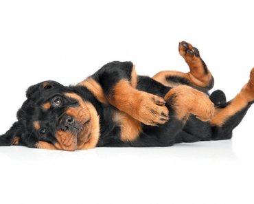 Why Do Dogs Groan When They Lie Down?