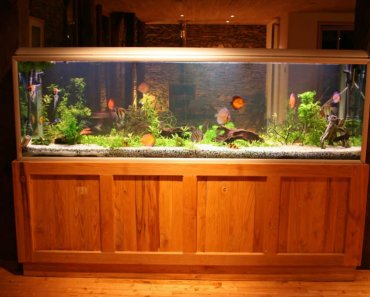 55-Gallon Fish Tank: Our Top 5 Choices