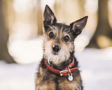 11 Popular Calm and Mild Tempered Small Dogs