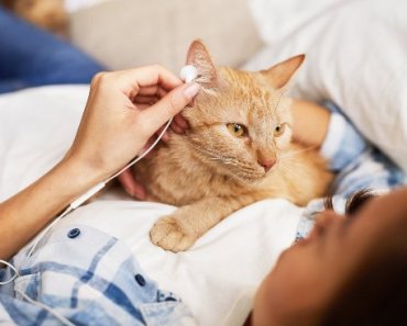Do Dogs & Cats Like Music? Signs Your Pet May Love Listening, Too