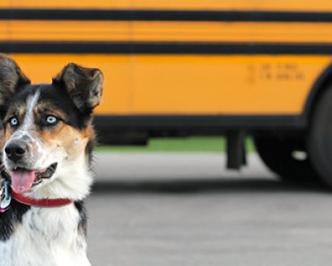 What to Do with Pets When Kids Go Back to School