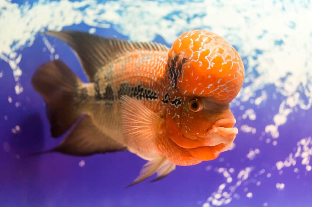 Flowerhorn Cichlid The Ultimate Care Sheet Pets For Children